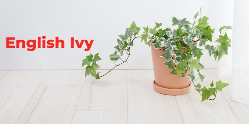 English Ivy indoor plant