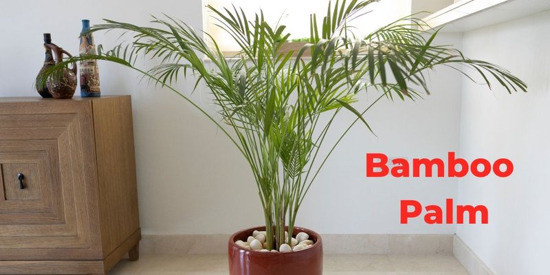 Bamboo Palm Indoor plant